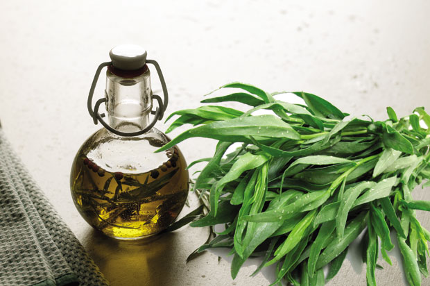 Змај трава за јак имунитет